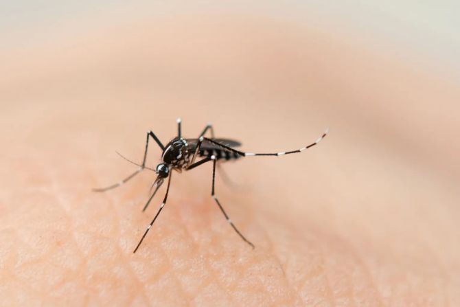 bozen dengue