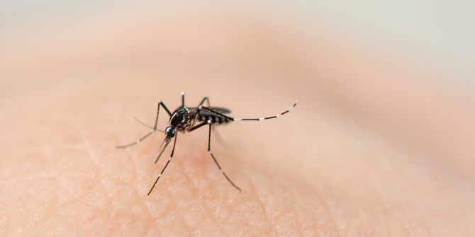 bozen dengue