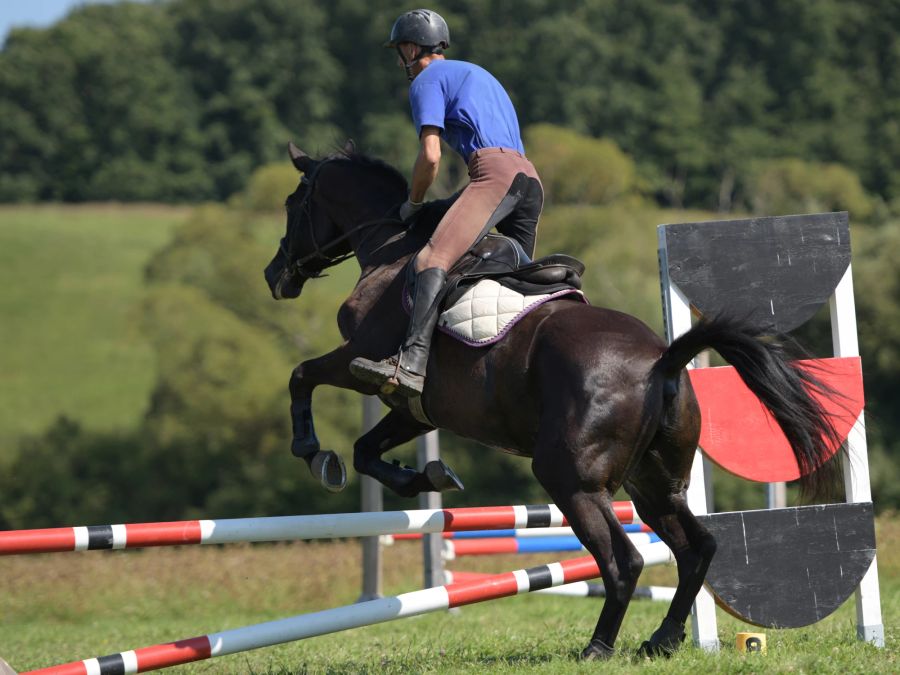 Pferd, Parcours, Springreiten