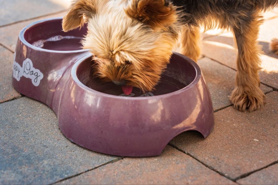 Hund, Wasser