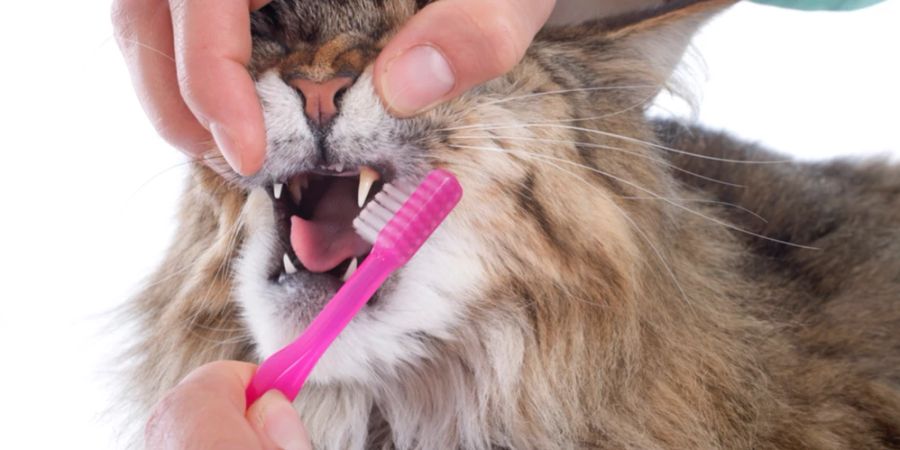 Zahnbürste Finger Katze Mund offen
