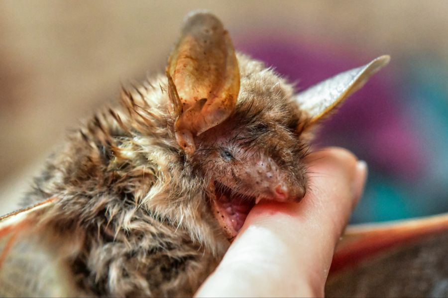 Fledermaus Grosses Mausohr