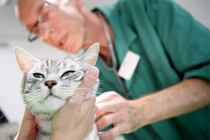 Katzen Tierarzt