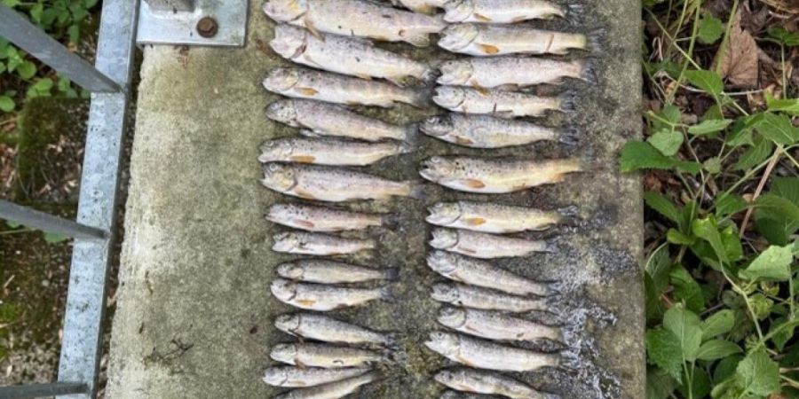 In einem Bach in Grub AR wurden 67 tote Fische entdeckt.