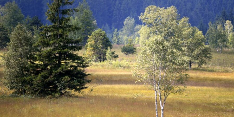 Die Moorlandschaft in Rothenthurm spürt die Auswirkungen der Trockenheit bei der Flora und Fauna. Auf die Grundwasserstände in den Hochmooren hat die Hitze jedoch «keinen grossen Einf...