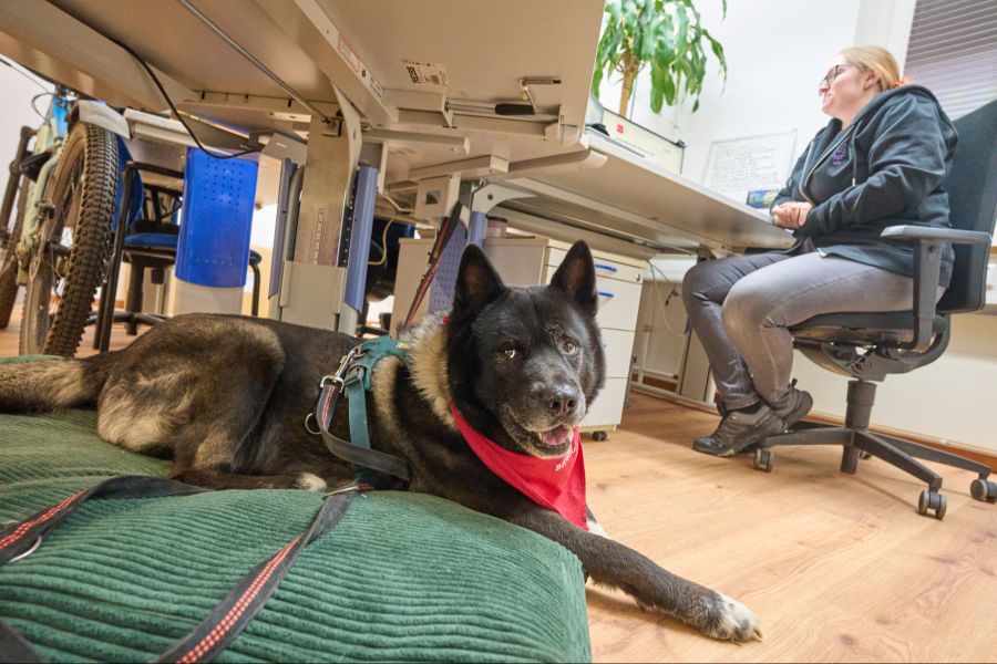 hund büro