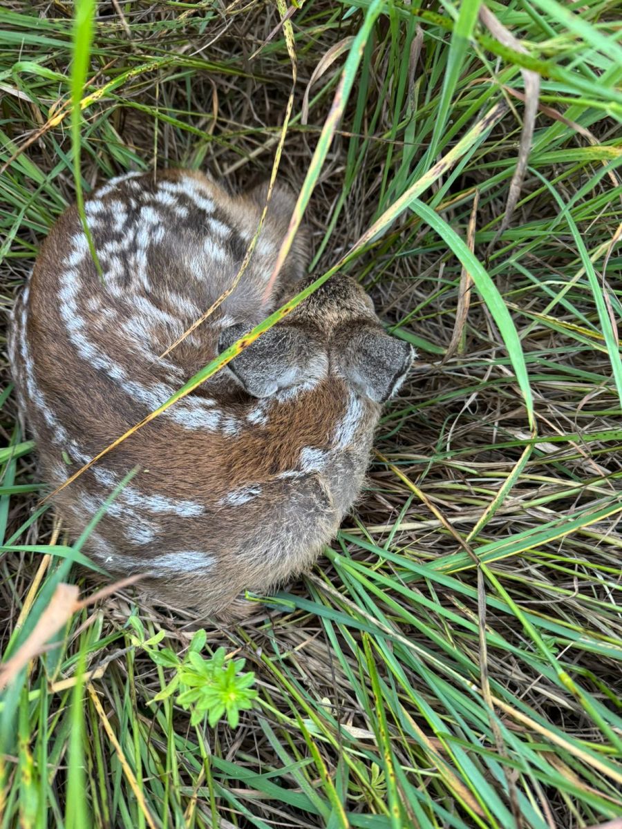 Wurde von seiner Mutter im hohen Gras versteckt: ein kleines Rehkitz.