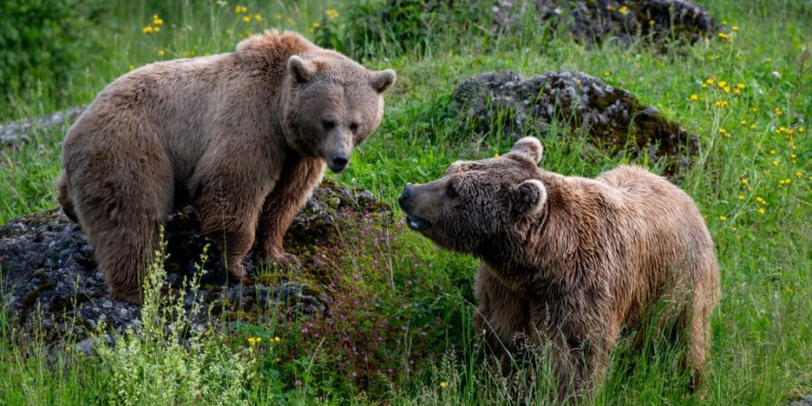 Die Syrischen Braunbären Tamar (links) und Takis haben sich im Sommer 2025 mehr als beschnuppert.