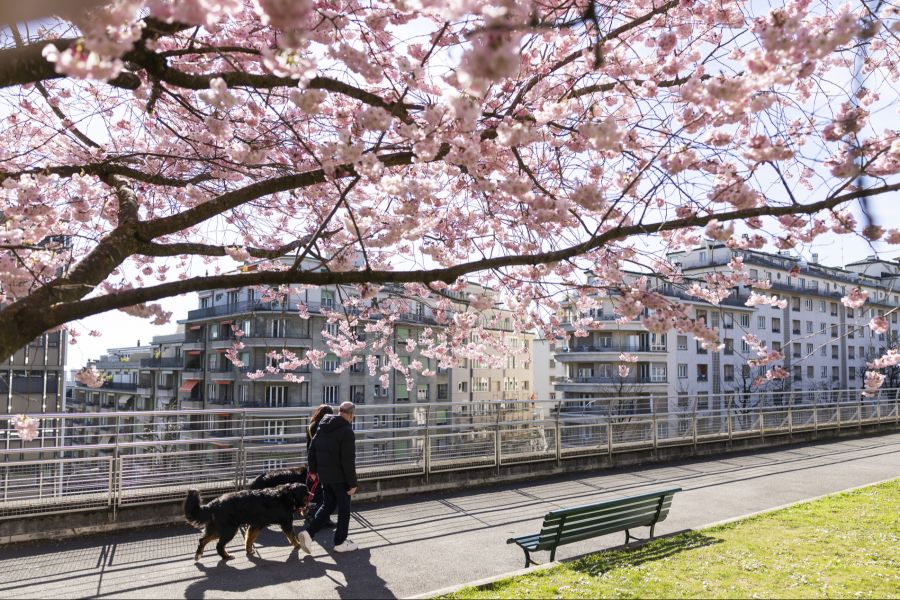 Die nächste Woche beginnt ähnlich, in der zweiten Wochenhälfte dürfte es wieder etwas freundlicher werden.