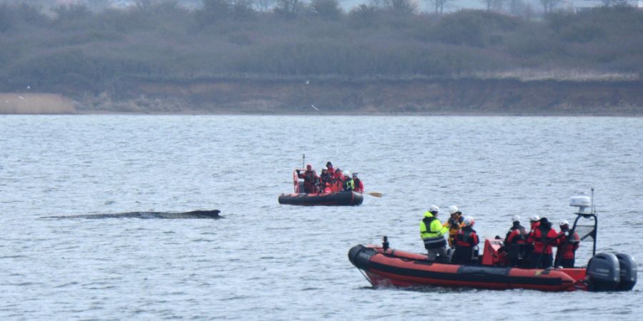 Boote von Greenpeace fahren an einem in der Ostsee liegenden Wal entlang. Der vor rund einer Woche beim Timmendorfer Strand an der Ostseeküste gestrandete Wal liegt aktuell vor Wismar....