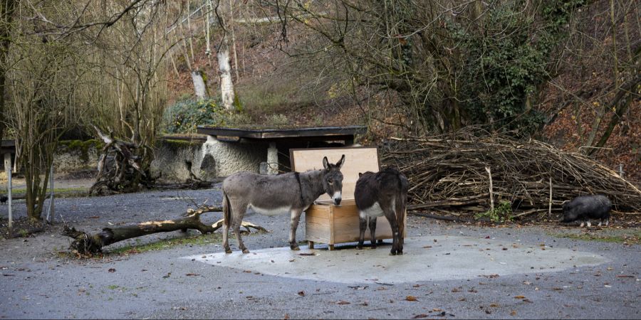Tierpark Bern