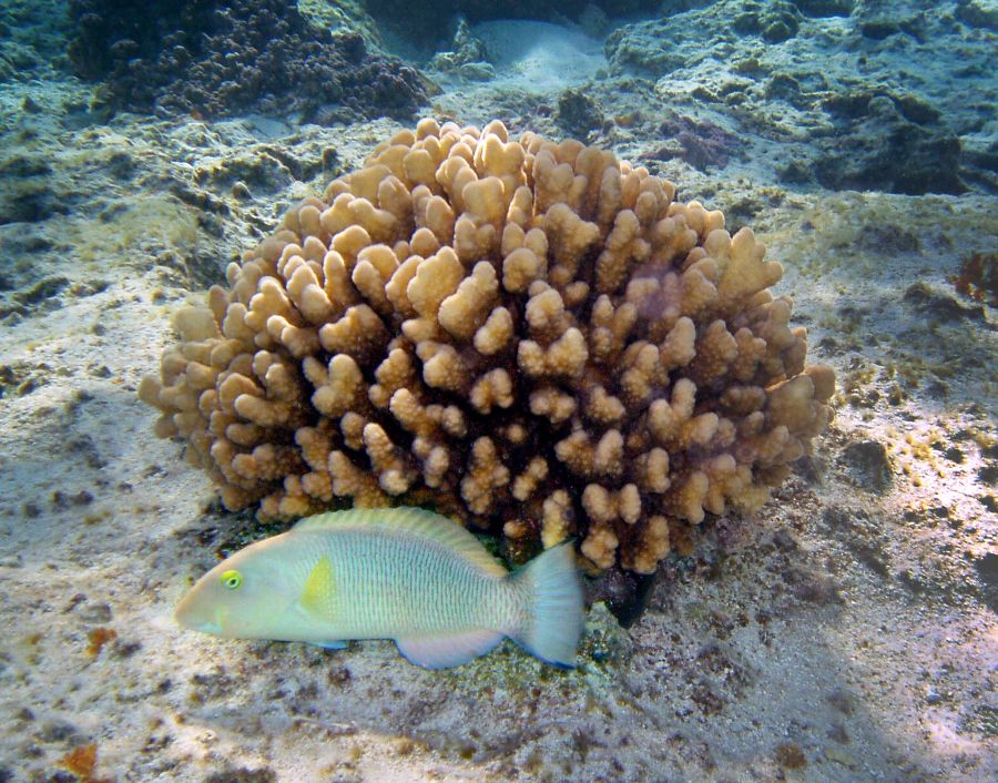 Forschende haben in Korallenriffen Hunderte unbekannte Mikrobenarten entdeckt.