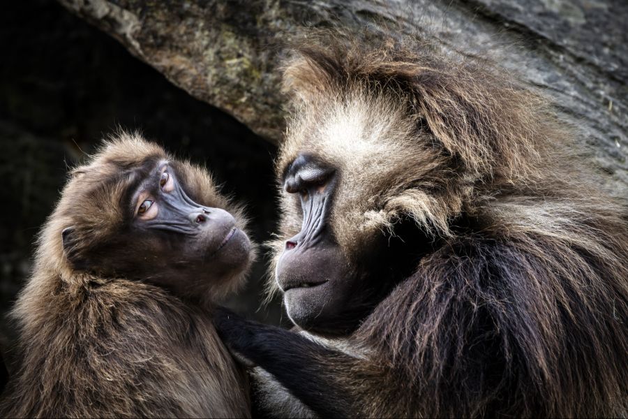 Dscheladas seien soziale Tiere, für deren Gruppenstruktur Jungtiere sehr wichtig seien.
