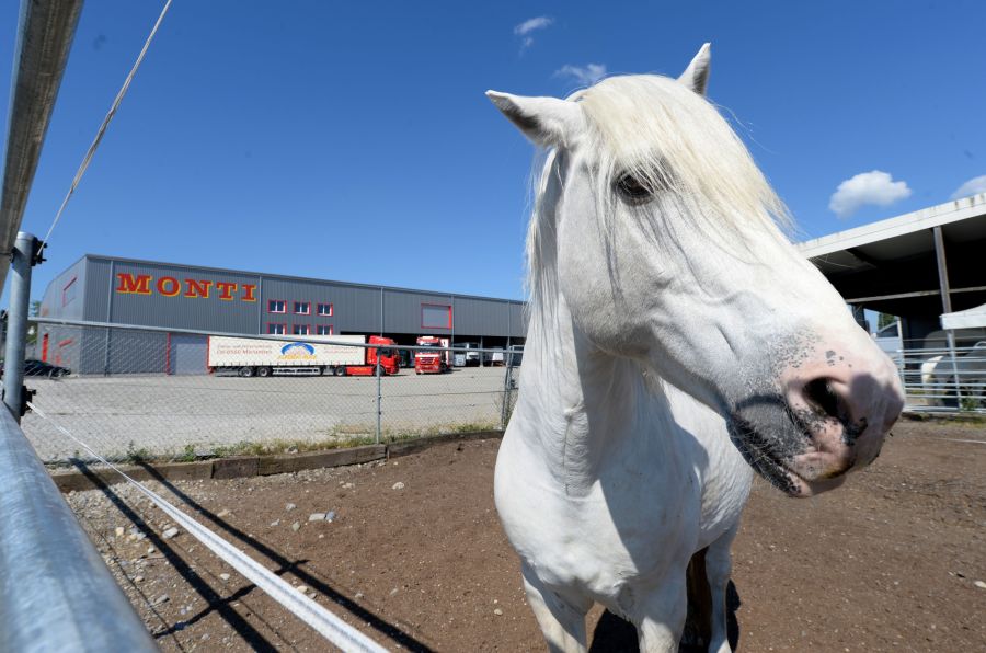 Seit über 15 Jahren treten im Circus Monti keine Tiere mehr auf. (Archivbild)