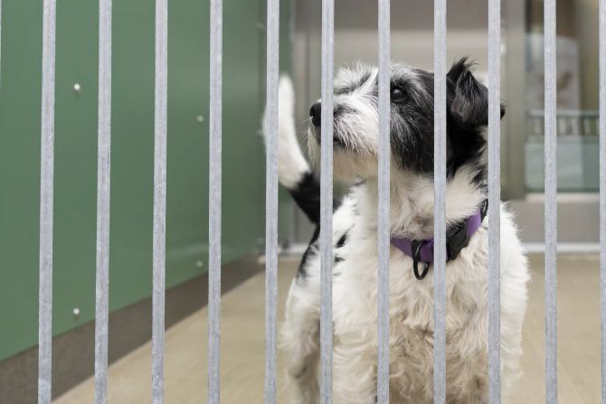 Fake-Tierschutzverein