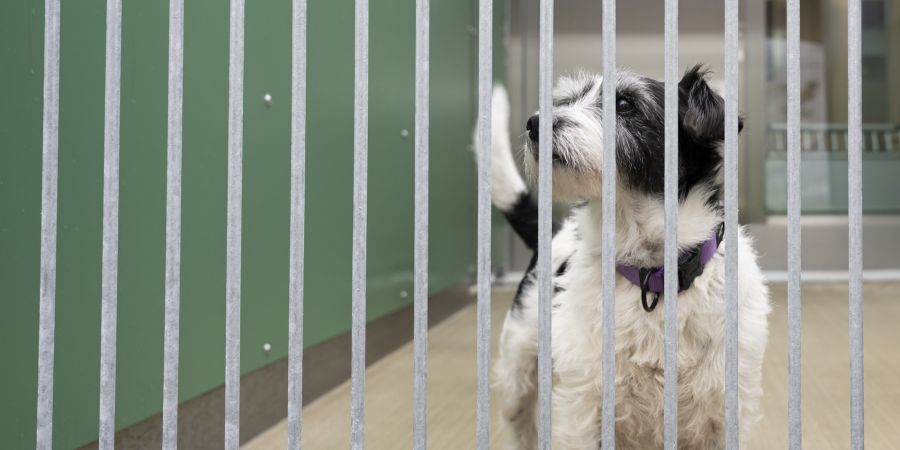 Fake-Tierschutzverein