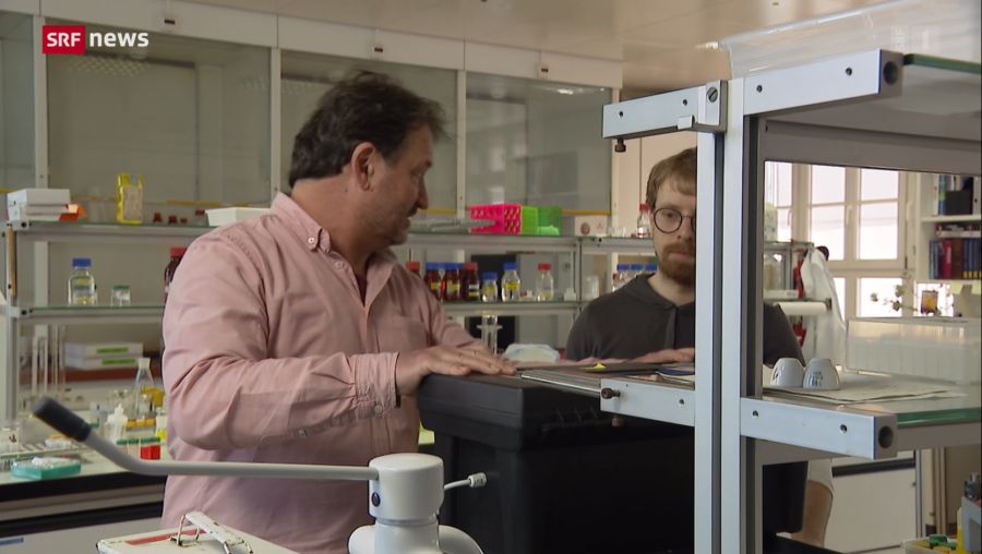 Gefunden hat es ein Team des Kantonslabors Basel, wo Mücken systematisch auf Viren untersucht werden.