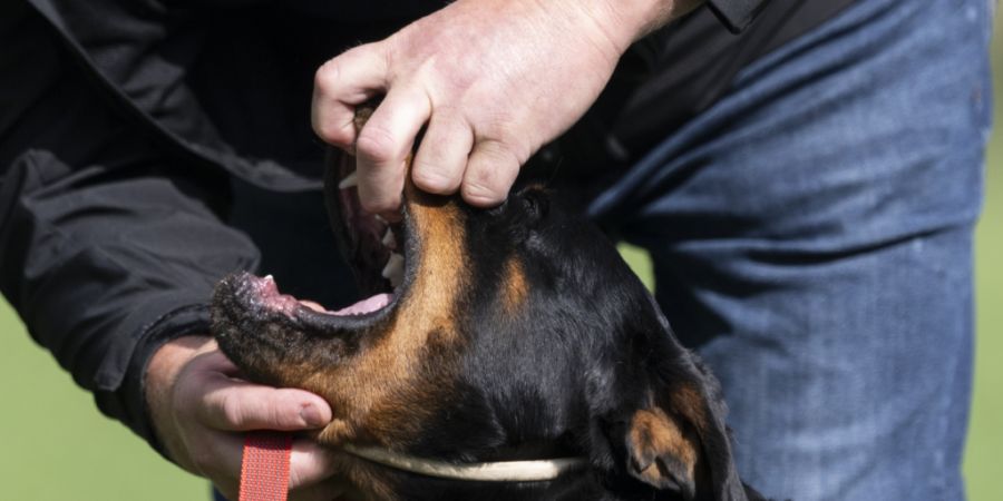 Nach dem Rottweiler-Verbot mussten Halter von bereits im Kanton Zürich registrierten Rottweilern eine Haltebewilligung beantragen. (Archivbild)