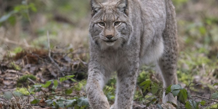 Derzeit werden keine Luchse im Kanton Graubünden angesiedelt. Eine Entscheidung wird nach der für April geplanten Beratung zweier parlamentarischer Vorstösse getroffen. (Archivbild)