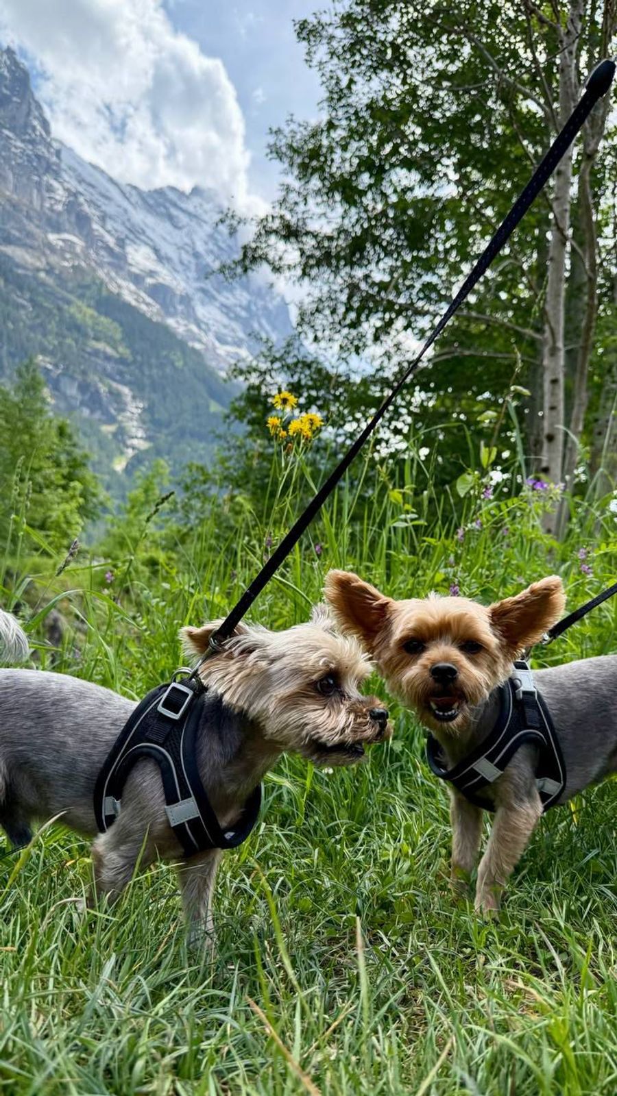 Seine beiden Fellnasen, Dexter und Trinity, bedeuten dem gebürtigen Ukrainer alles.