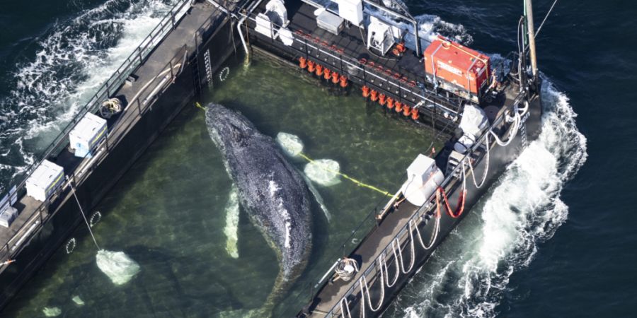 ARCHIV - Der Wal liegt am Mittwochmorgen in einem gefluteten Lastschiff kurz vor der dänischen Grenze. Foto: Philip Dulian/dpa - ACHTUNG: Dieses Foto hat dpa bereits im Bildfunk gesendet