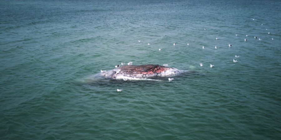 dpatopbilder - Ein toter Wal liegt vor der dänischen Insel Anholt. Foto: Marcus Golejewski/dpa