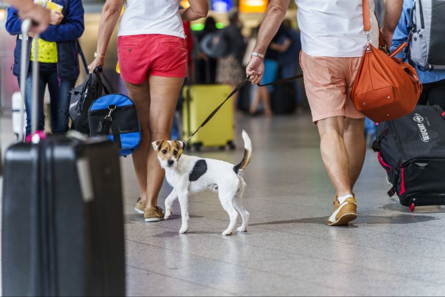 Besonders viel Flugverkehr gab es in den Sommermonaten, wie Daten zeigen. (Symbolbild)