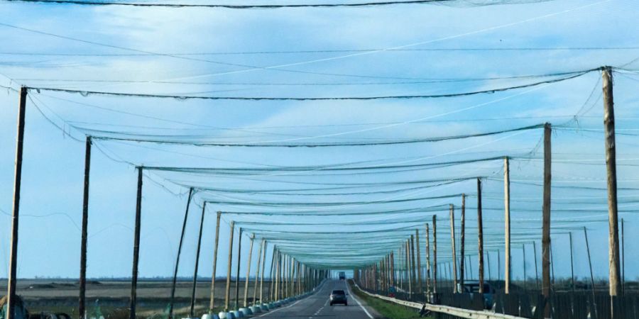 ARCHIV - Autos fahren auf einer Straße in der Nähe der Frontstadt in der Südukraine, die mit einem Anti-Drohnennetz überspannt ist. Foto: Efrem Lukatsky/AP/dpa