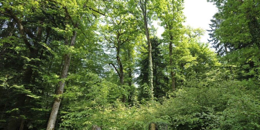 Die Schweizer Wälder stehen seit 150 Jahren unter dem Schutz eines Bundesgesetzes, stehen jedoch vor grossen Herausforderungen wie dem Klimawandel. (Symbolbild).