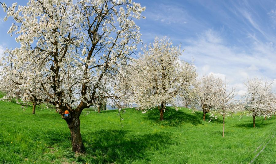 Zugerberg Kirschblüte Wanderung