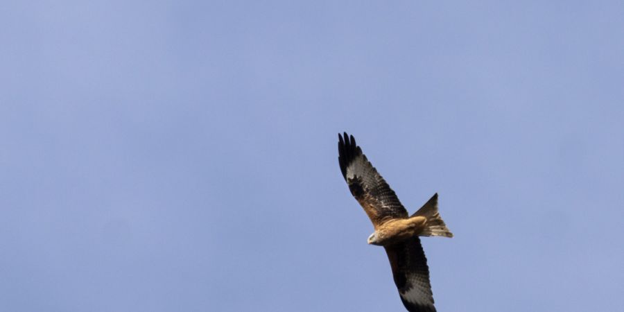 Rotmilane nächtigen im Winter teilweise gemeinsam. Eine neue Studie erklärt, warum. (Archivbild)