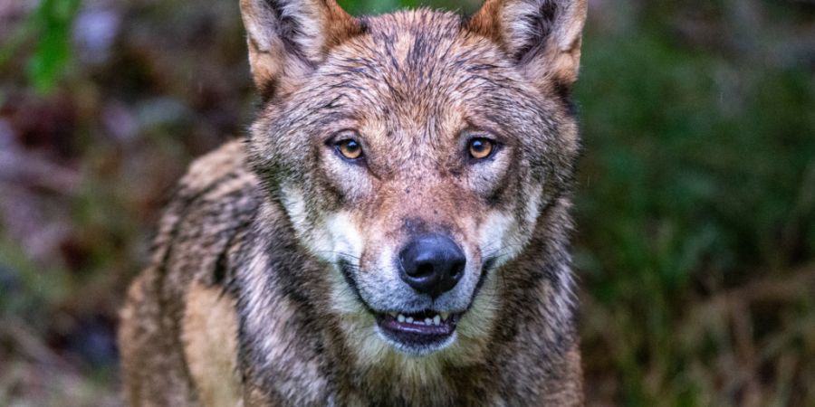 Die Glarner Wildhut erlegte in der Nacht auf Sonntag einen Jungwolf aus dem Kärpfrudel. (Symbolbild)