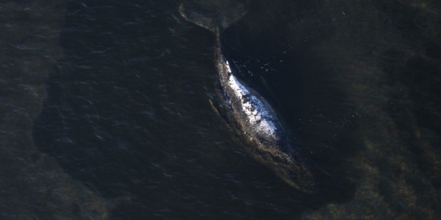 dpatopbilder - Der Buckelwal liegt in einer ausgespülten Wanne vor der Insel Poel (Aufnahme aus einem Flugzeug). Der vor drei Wochen bei Wismar gestrandete Buckelwal liegt weiterhin au...
