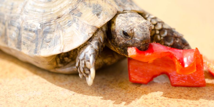 Schildkröte frisst paprika