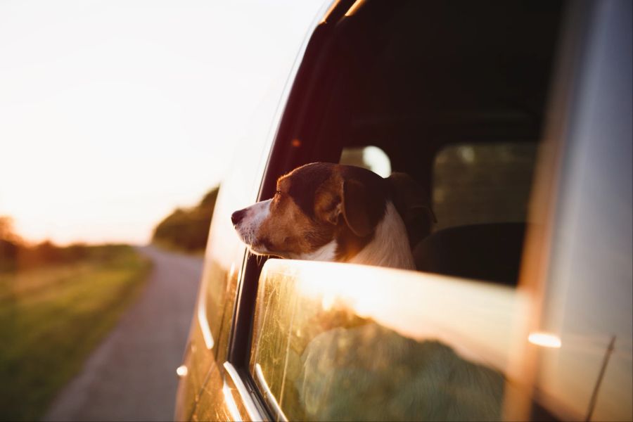 Hund im Auto, Fenster