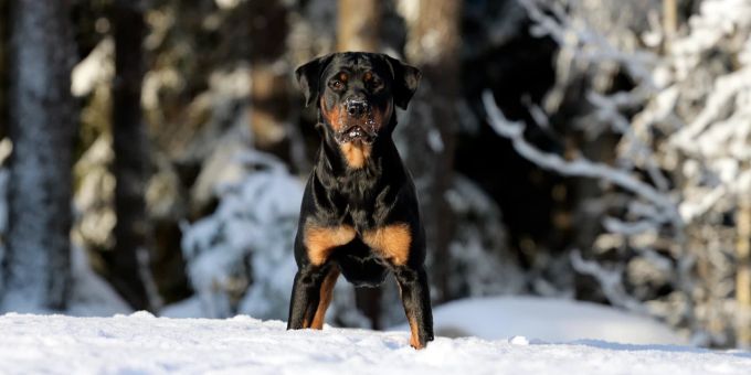 Ein Rottweiler fügte in Adlikon ZH mehreren Menschen Bissverletzungen zu. (Symbolbild) Rottweiler