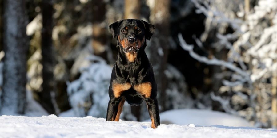 Rottweiler