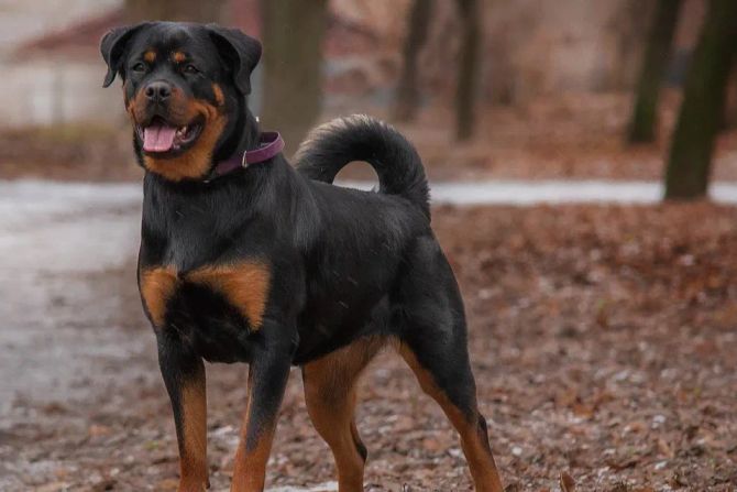Ein Rottweiler Zürich Attacke