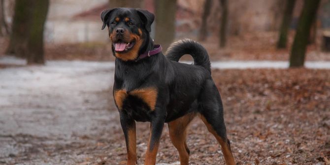 Ein Rottweiler Zürich Attacke