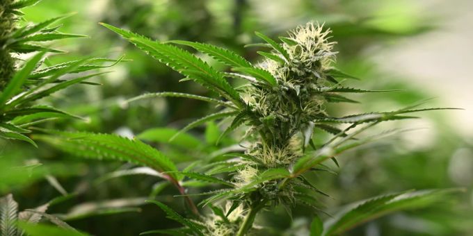 Seit April 2024 ist Cannabis in Deutschland teilweise legal. Doch die kommende Wahl in Deutschland könnte die Weichen neu stellen. Cannabis