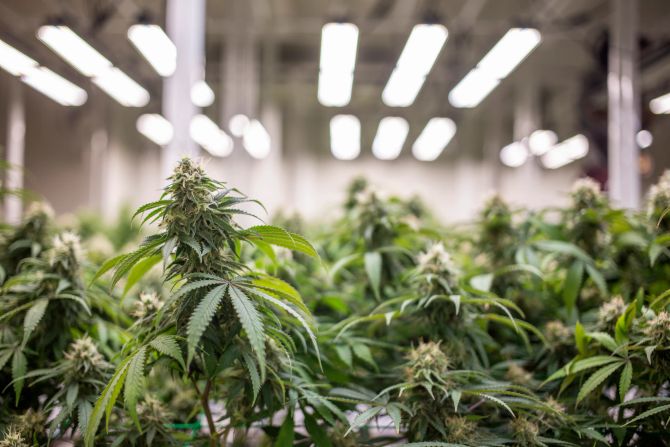 Hanfplantage Thurgau Türken Landesverweis