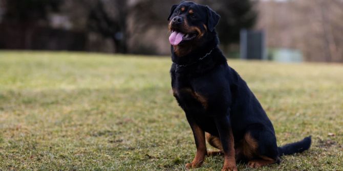 Rottweiler Hündeler Beiss-Attacke Strafe