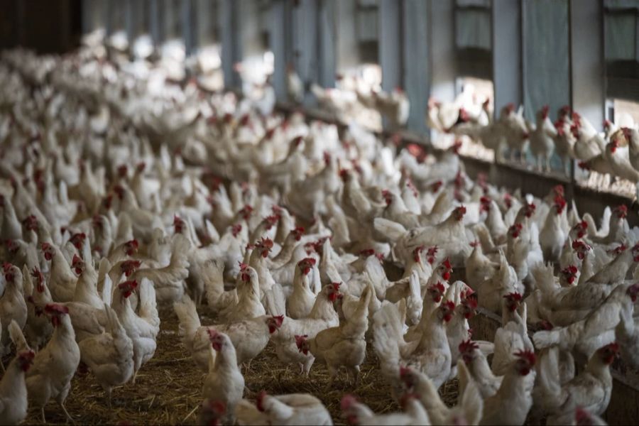 Die Preise für Eier steigen in den USA immer mehr. Ein Grund: Die jüngste Welle der Vogelgrippe hat Millionen von Legehennen das Leben gekostet. (Symbolbild)