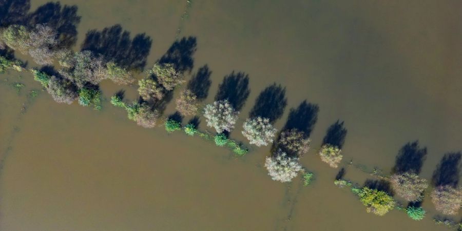 Vom Hochwasser des Flusses Oder sind im September 2024 Wiesen vor der Stadt Frankfurt (Oder) überflutet. (Archivbild)