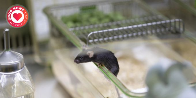 Schnellere Medikamentenentwicklung und weniger Versuchstiere: Neue Schweizer Technologie ermöglicht mehrere Antikörpertests gleichzeitig. (Symbolbild) Maus Labor Käfig