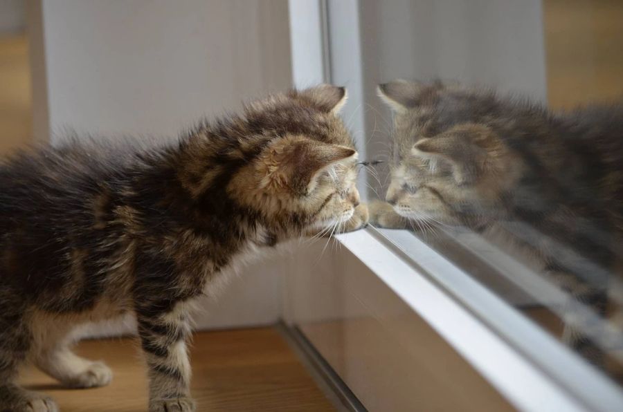 Brodifacoum ist auch für Menschen, Igel oder Hunde tödlich. (Symbolbild)