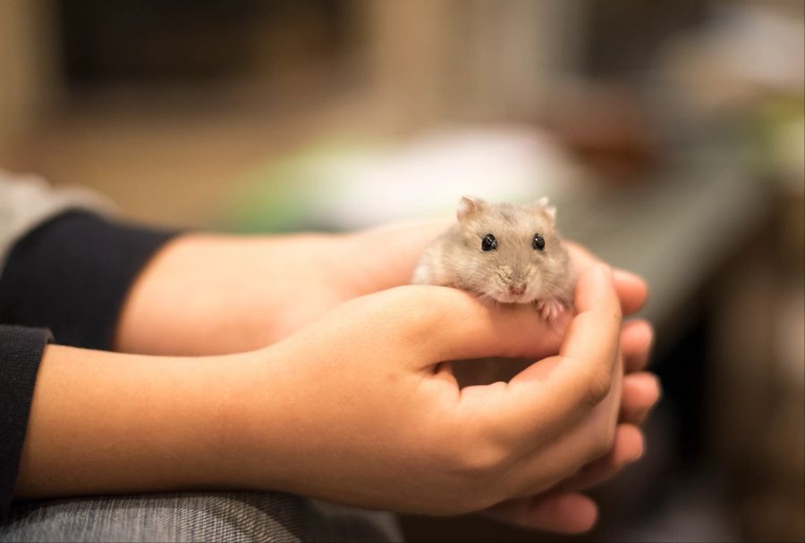 Kind Hände Hamster Nagetier