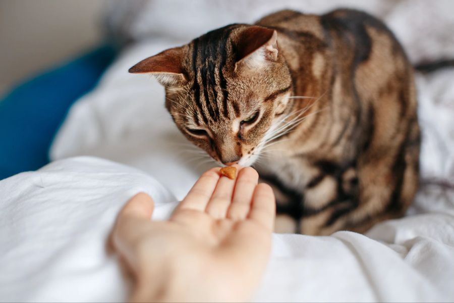 Katze, Fütterung, Hand