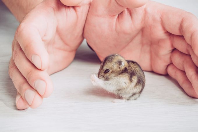 Nachtaktive Tiere wie der Hamster brauchen viel Ruhe. Nachtaktive