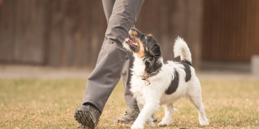 Warum die Hundeschule so wichtig ist